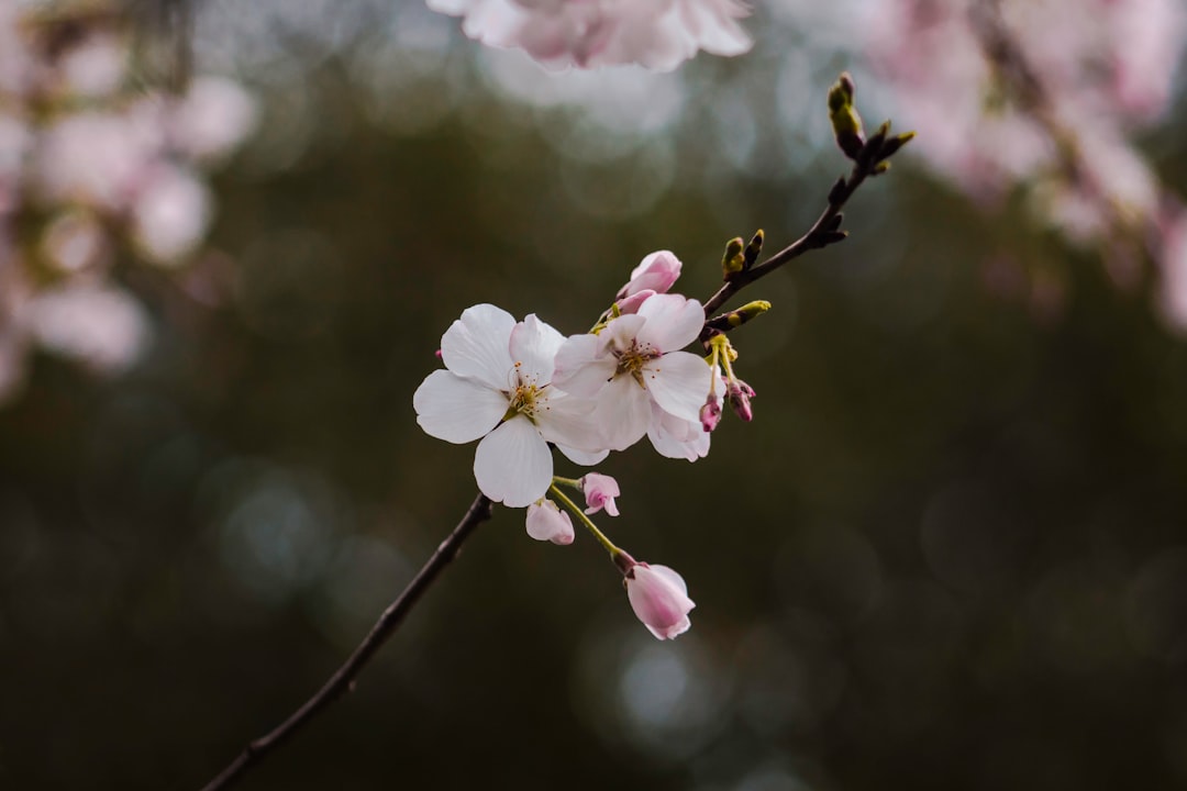 white and pink flowers in tree