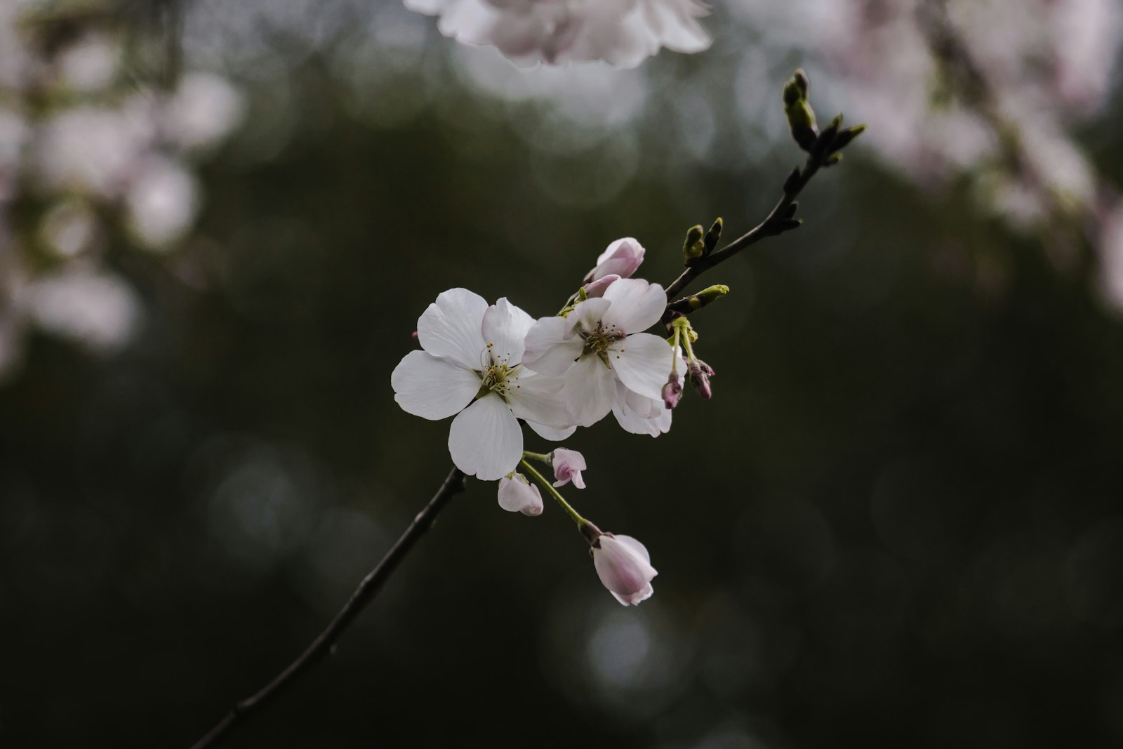 Canon EOS 100D (EOS Rebel SL1 / EOS Kiss X7) + Canon EF 75-300mm f/4-5.6 sample photo. White and pink flowers photography