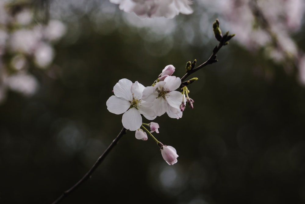 white and pink flowers in tree