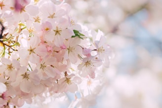 white Cherry Blossom flower