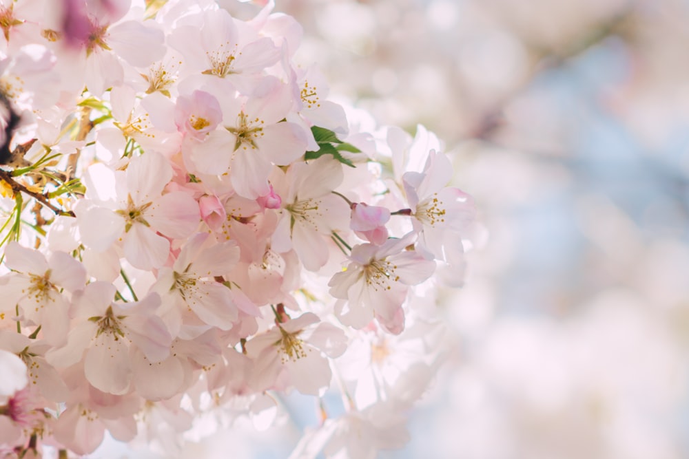 flor blanca de flor de cerezo