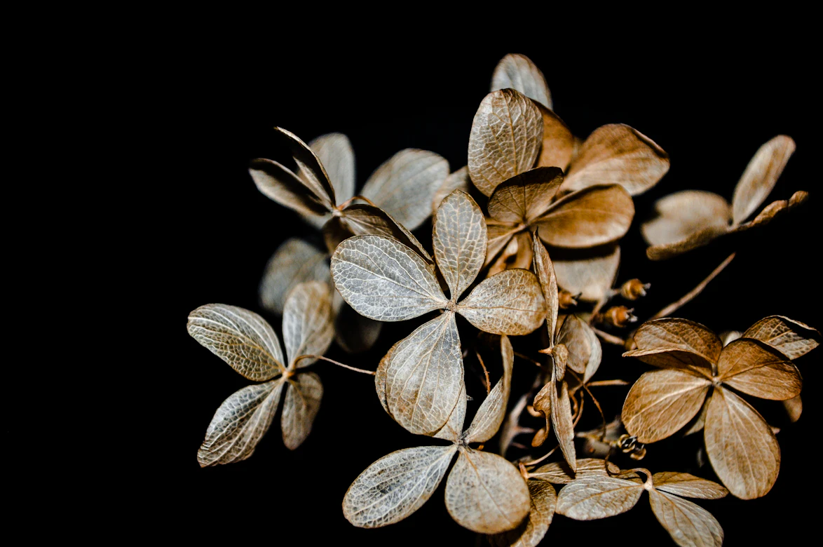 Dried flowers