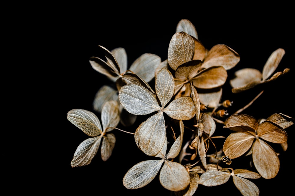 brown leaves