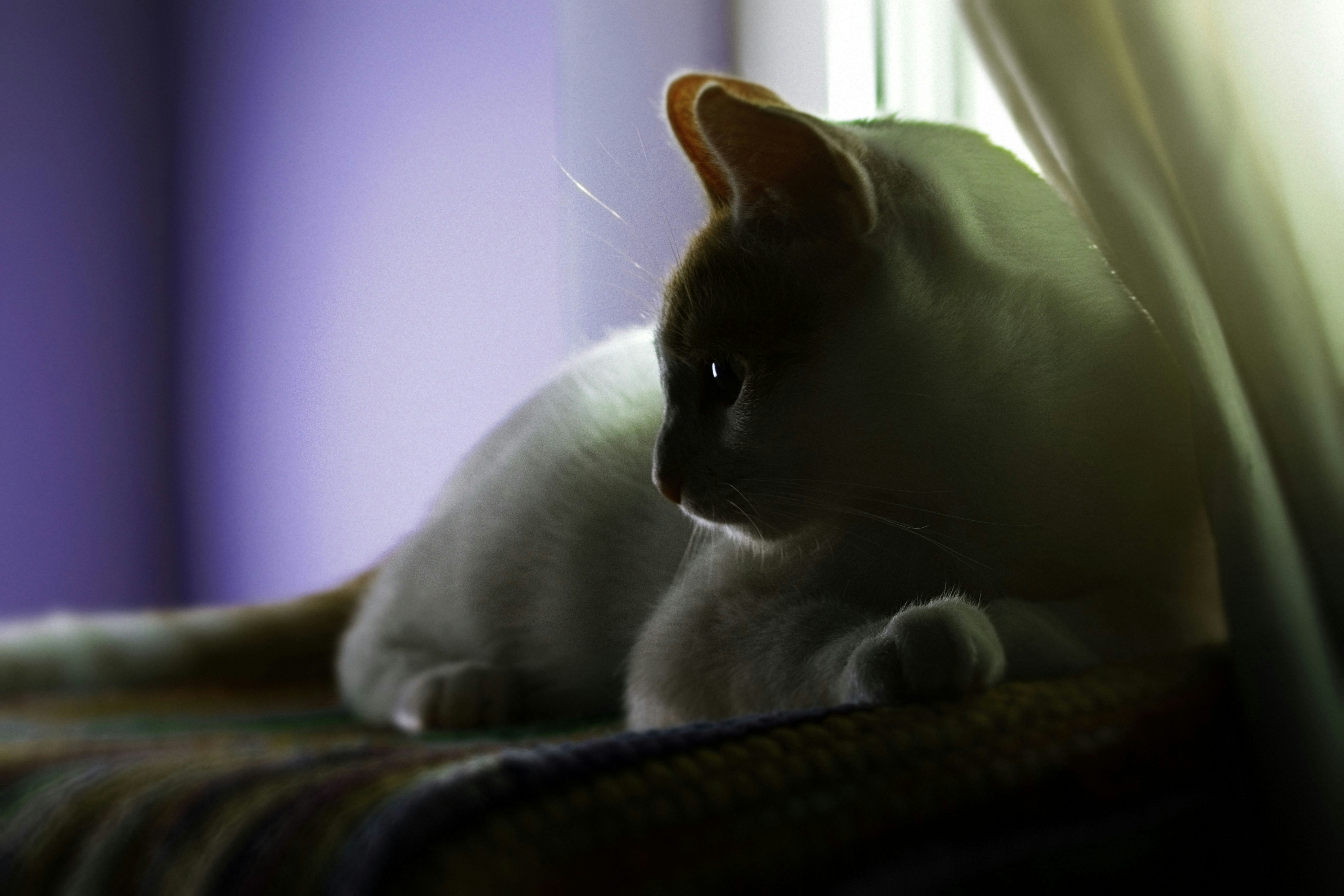 Free Unsplash photo from Miguel Osvaldo