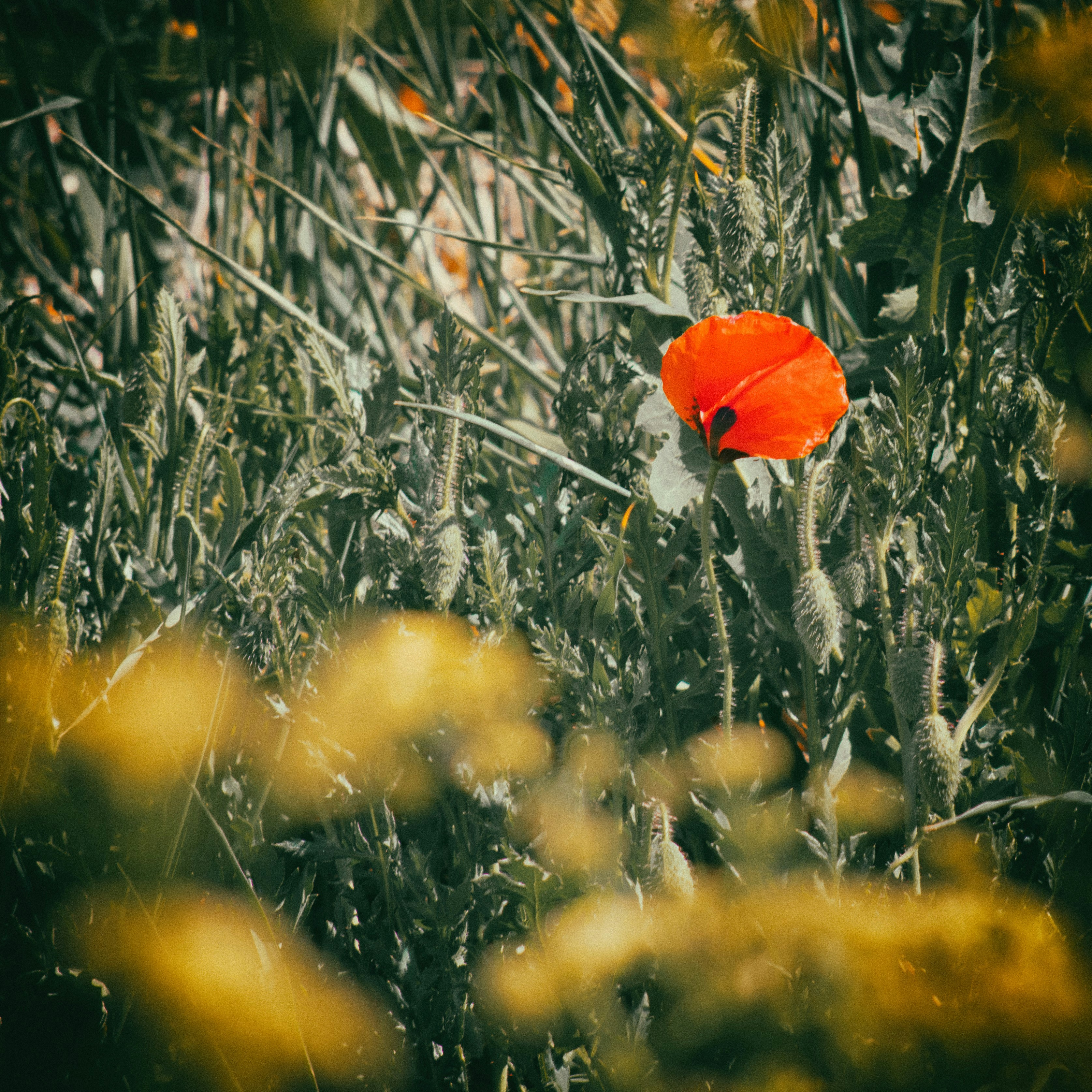 Free Unsplash photo from Miguel Osvaldo