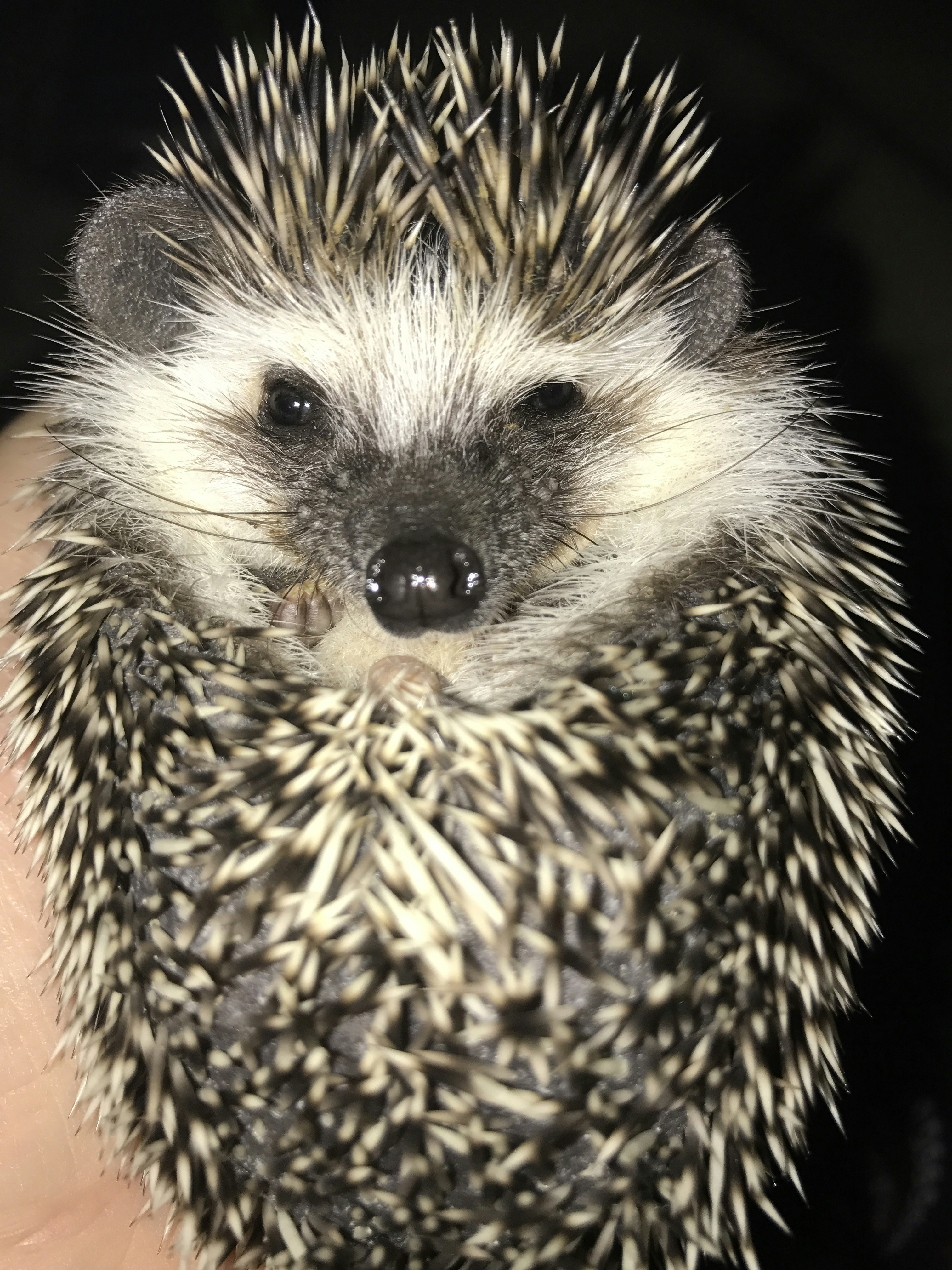 Free Unsplash photo from Camila Prudente