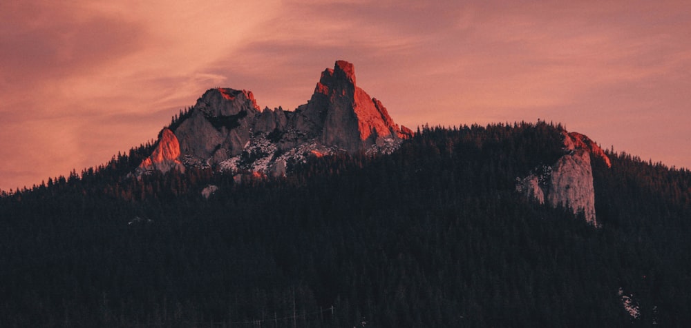 low angle photography mountain forest during golden hour