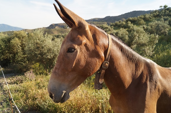 A gentle micro mini donkey standing in a sunny pasture with wildflowers.