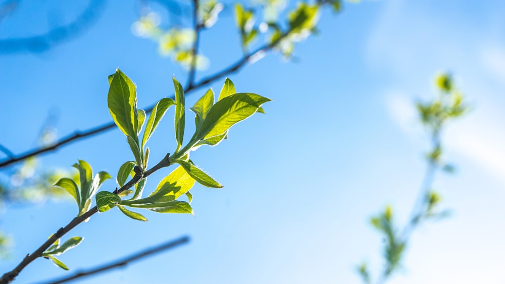 Fotografía de lente de cambio de inclinación de planta verde