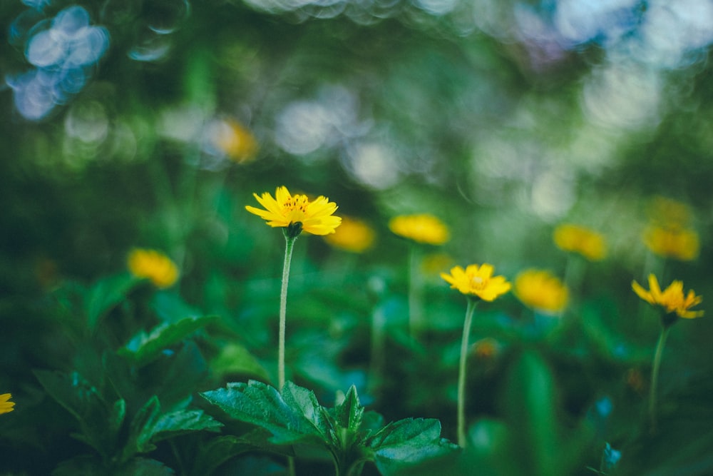 선택적 초점 사진 노란 꽃잎 꽃