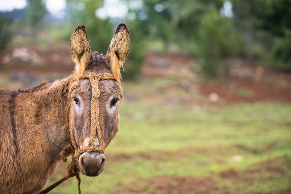 burro marrom em pé no campo de grama