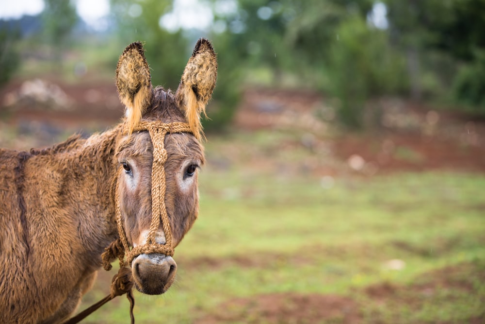 brown donkey standing on grass field