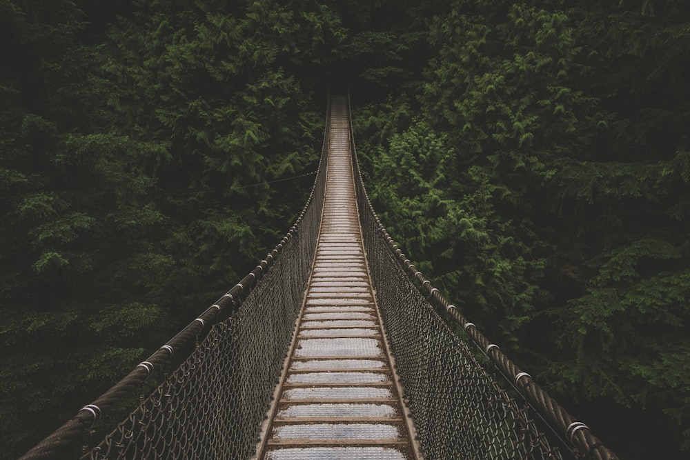 hanging bridge lined with trees at daytime