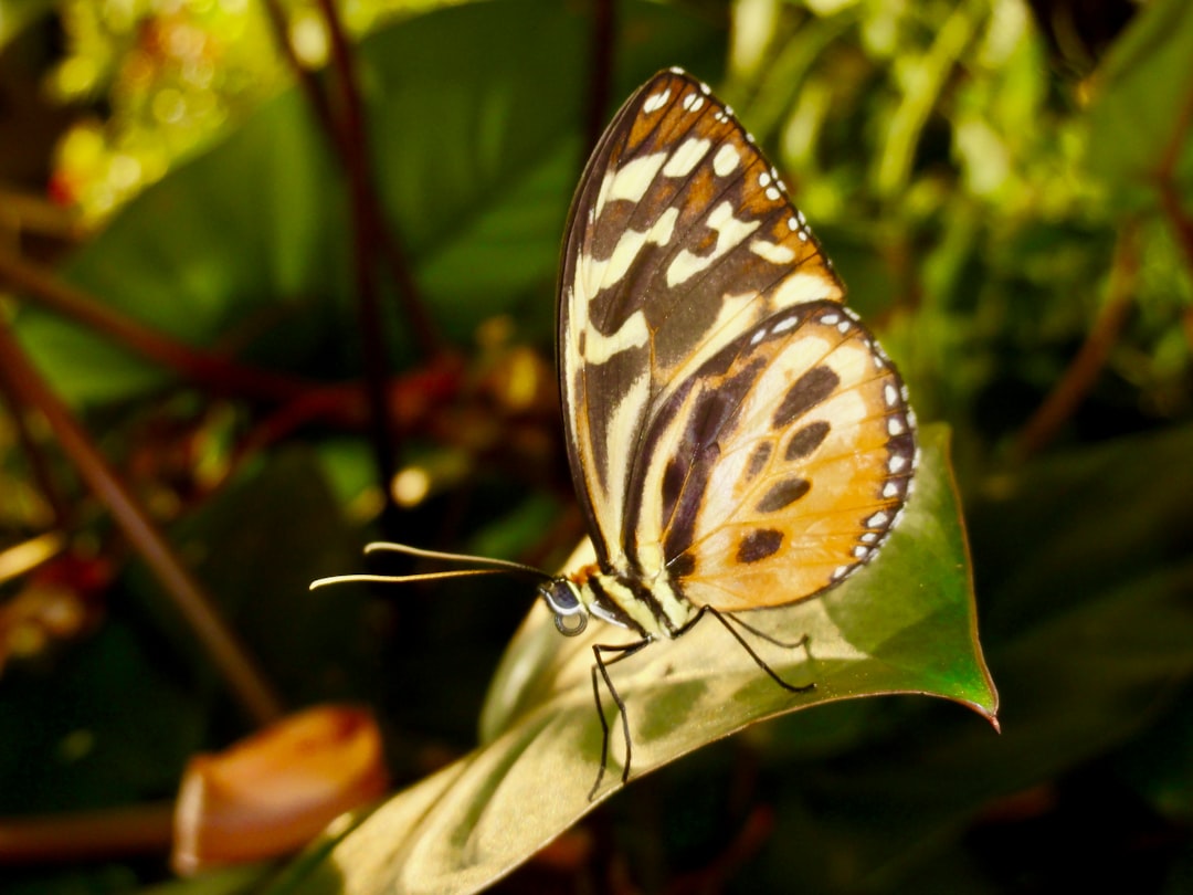 Butterfly sitting on a leaf.