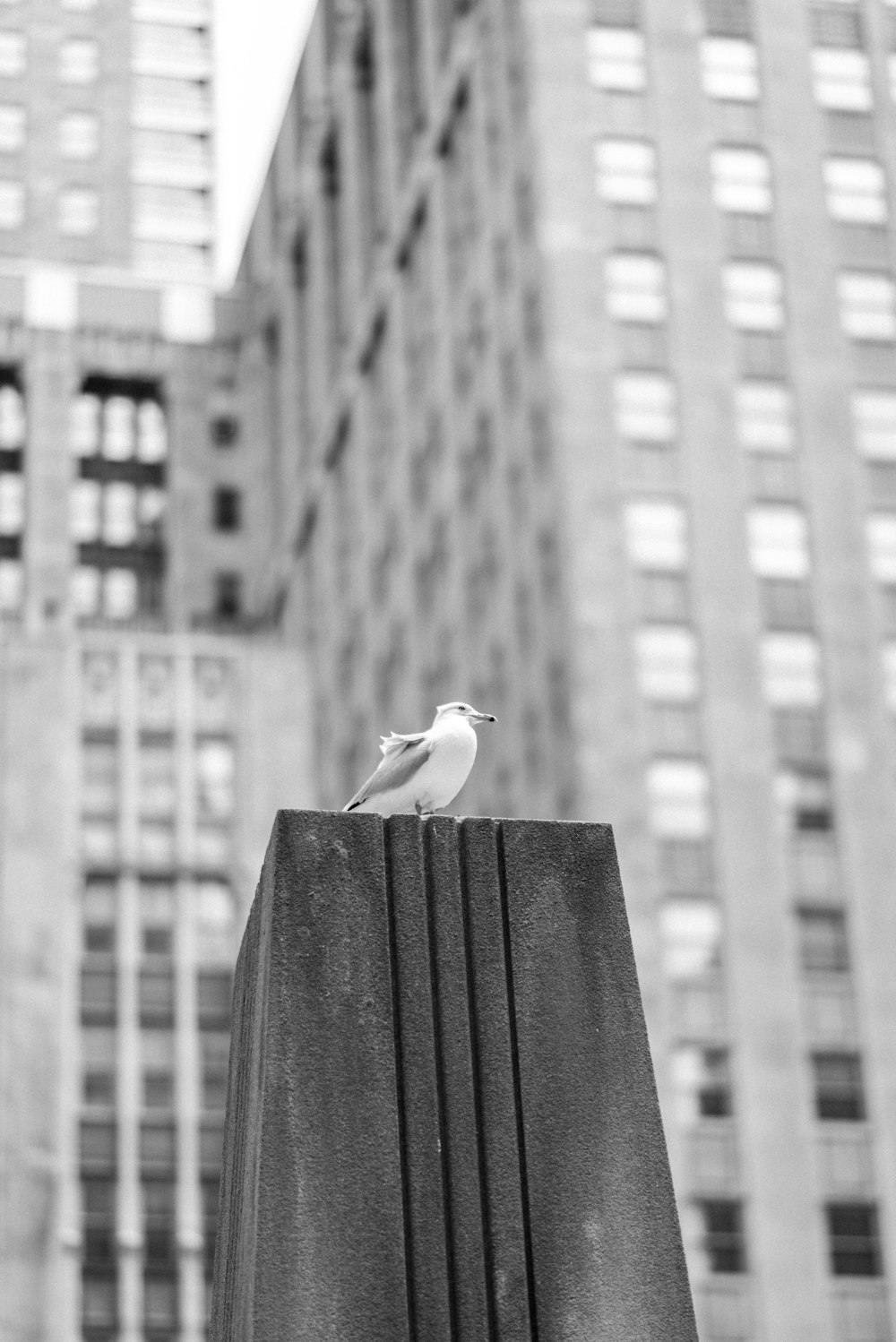 bird on black stone