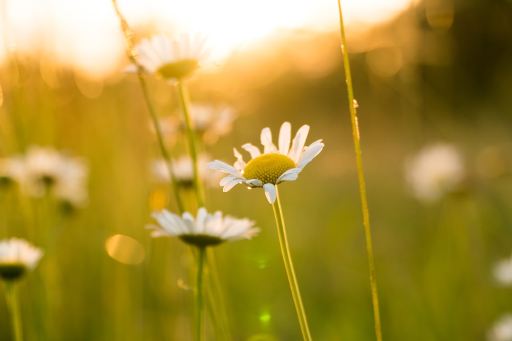 depth of field photography of daisy