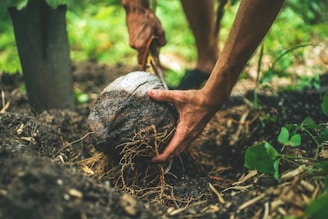 Field worker digs up a coconut from the forest floor