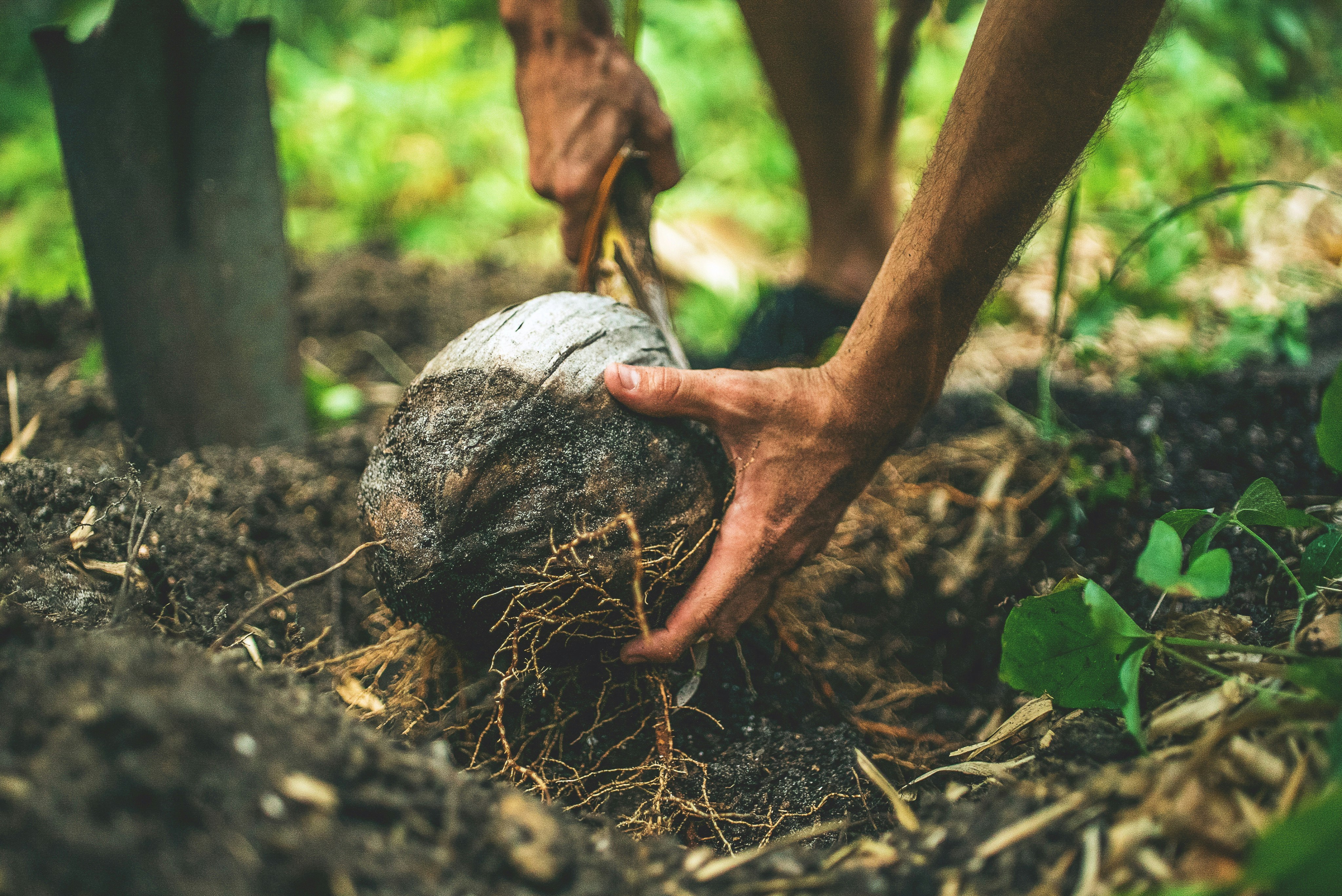 Field worker digs up a coconut from the forest floor