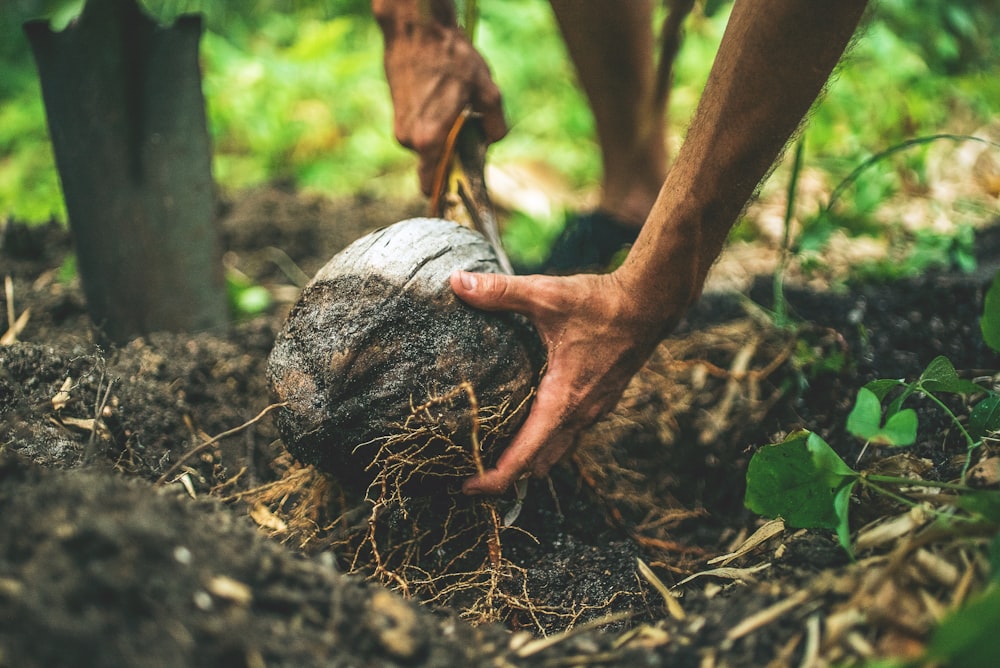 Un travailleur sur le terrain déterre une noix de coco sur le sol de la forêt