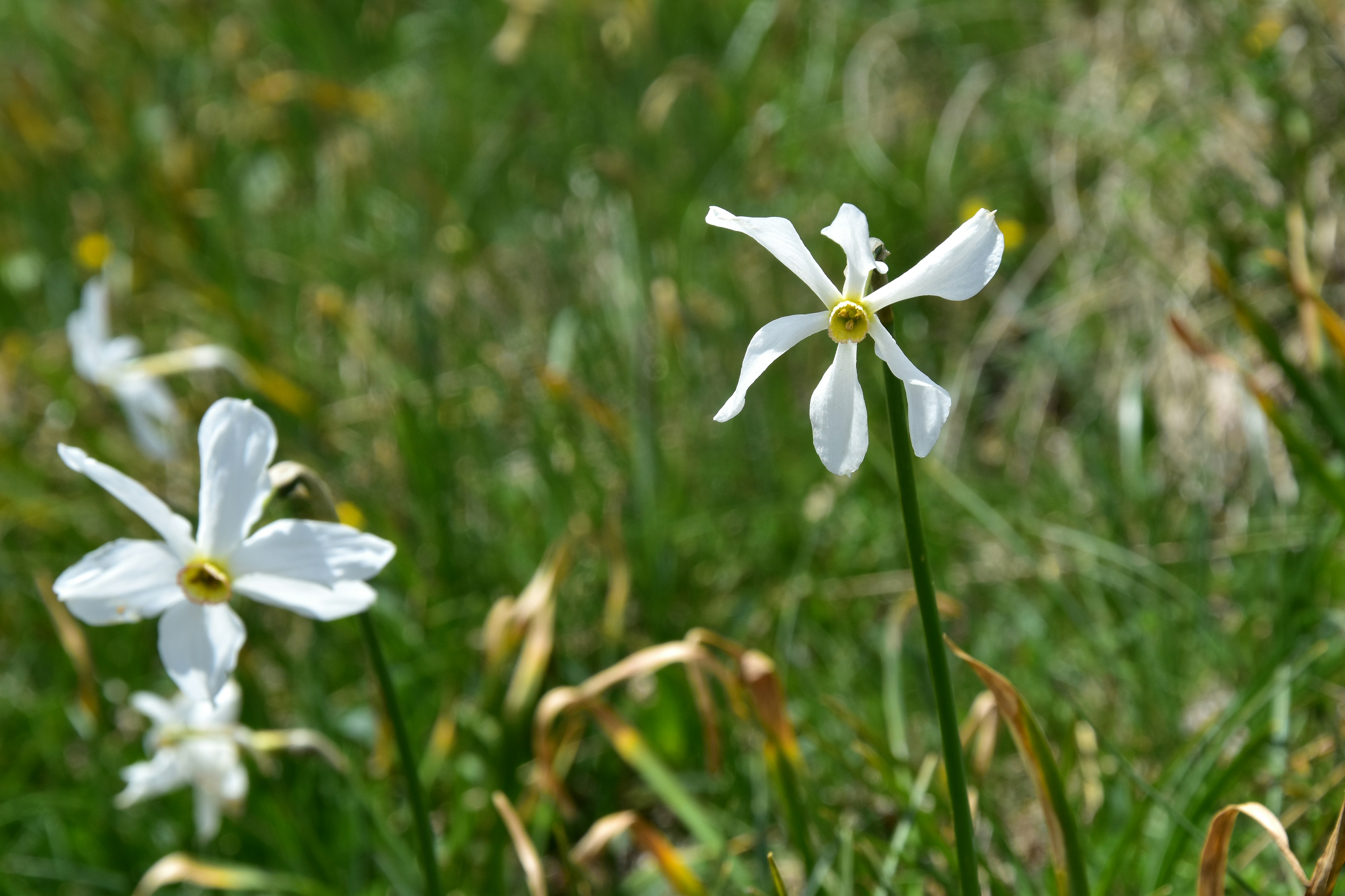 Free Unsplash photo from Medena Rosa