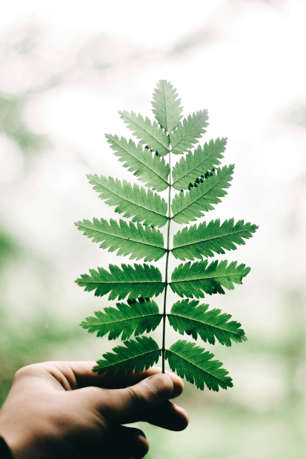 person holding green leaves