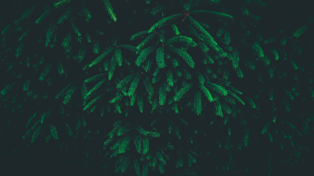 녹색 잎이 달린 식물의 가까운 사진