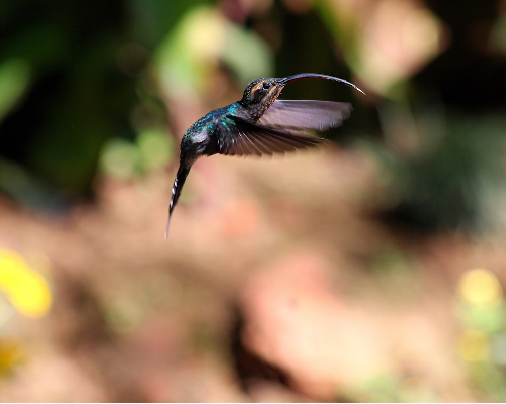 black and green hamming bird