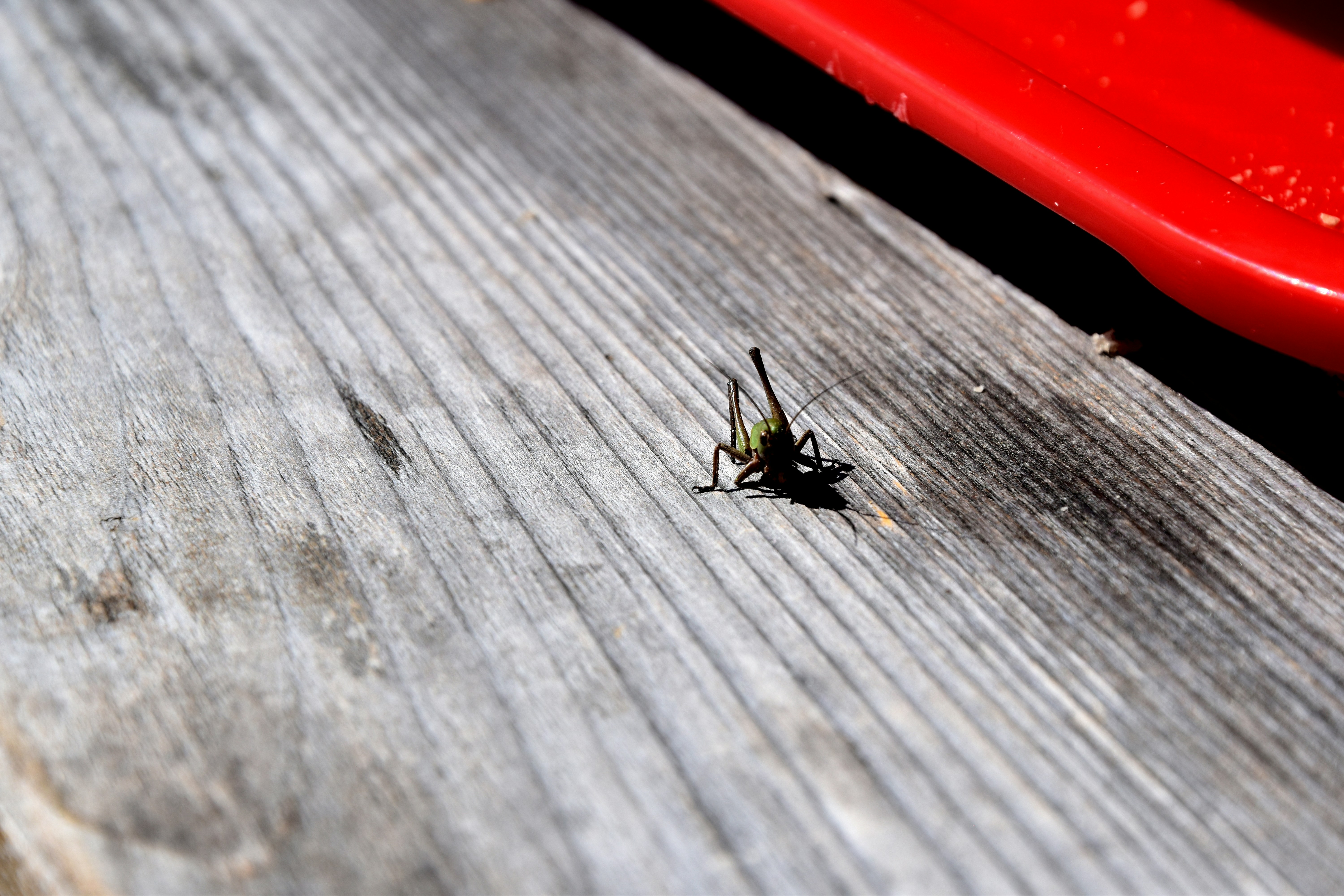 Free Unsplash photo from Medena Rosa