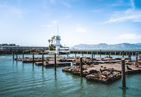 A group of sea lions is lounging on wooden docks floating in a marina. In the background, there is a body of water with a pier and a lighthouse situated on it. The distant hills and a clear blue sky enhance the scenic atmosphere.