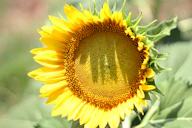 A close-up of a sunflower with bright yellow petals.