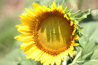 A close-up of a sunflower with bright yellow petals.