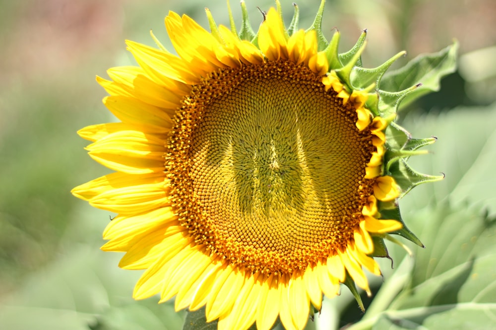 tournesol jaune