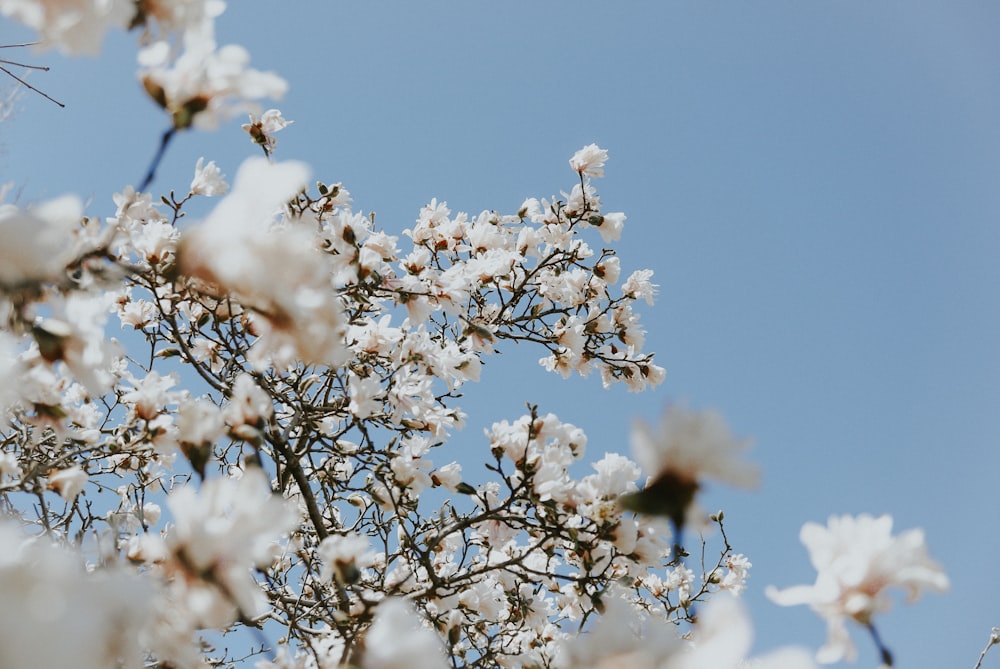 tilt shift lens photography of white blossoms
