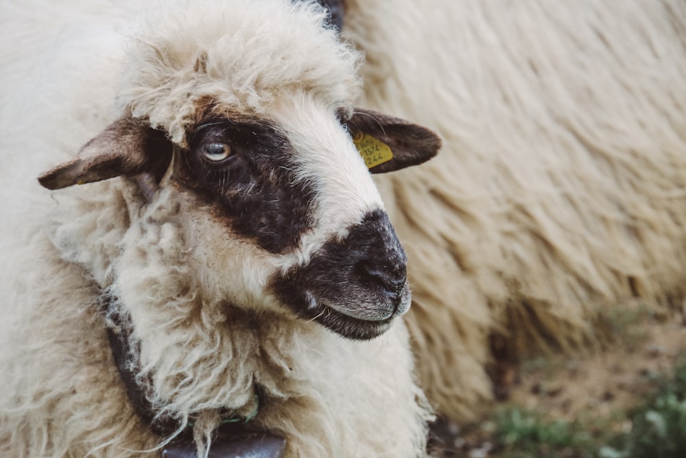 moutons blancs