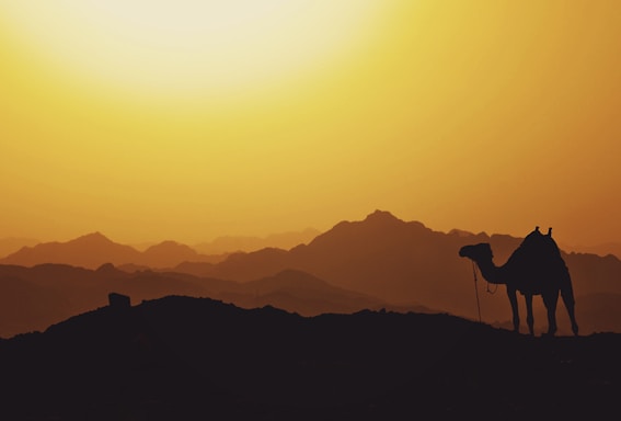 A majestic sunset behind the golden sands of the Thar Desert with a silhouette of a camel caravan.