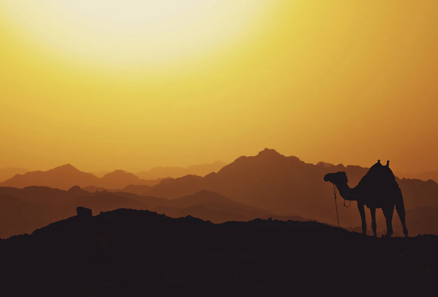 Camel and guide in the Egyptian desert