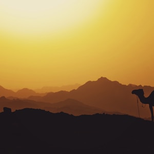 silhouette of camel