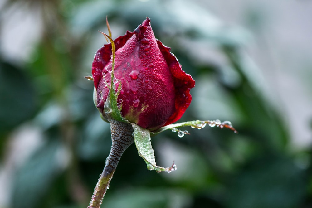 red rose in bloom during daytime