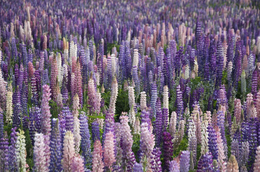 Campo di fiori viola