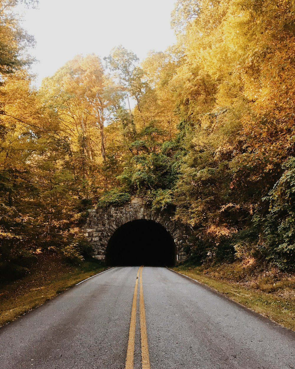 black asphalt road between trees during daytime