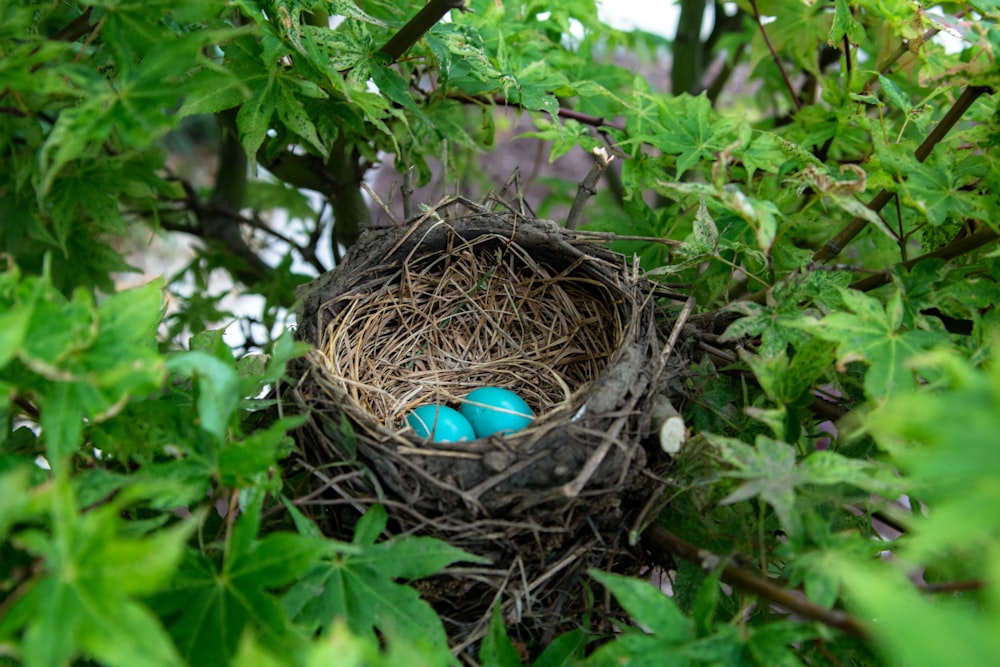 鳥の巣に2つの卵