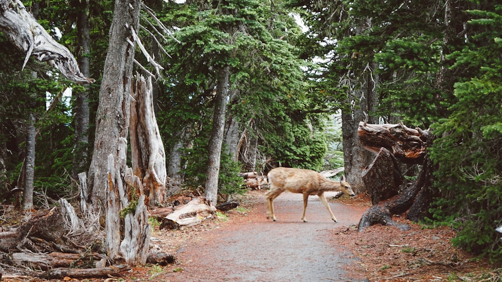 deer walking in the middle of forest