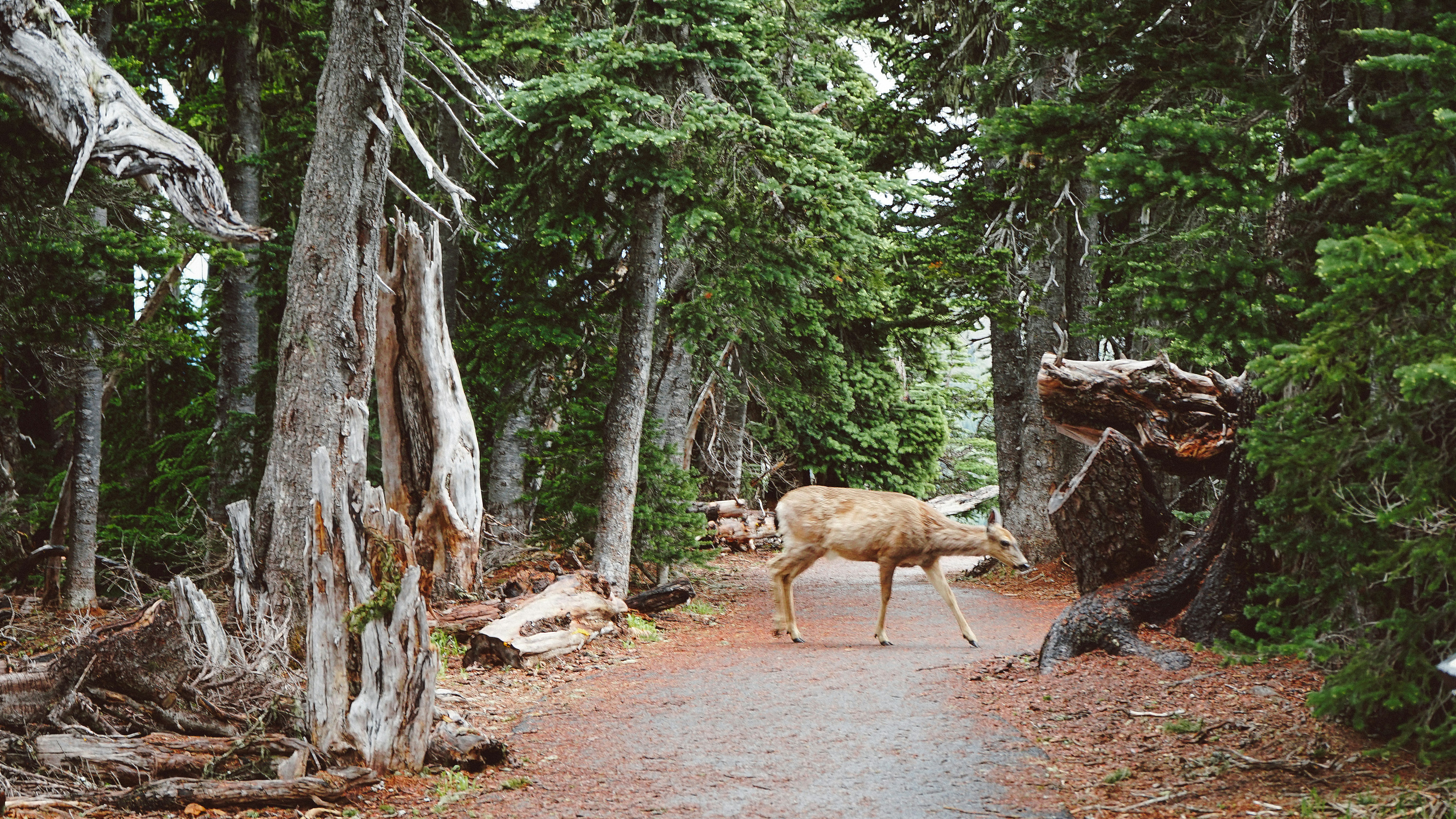 deer walking in the middle of forest