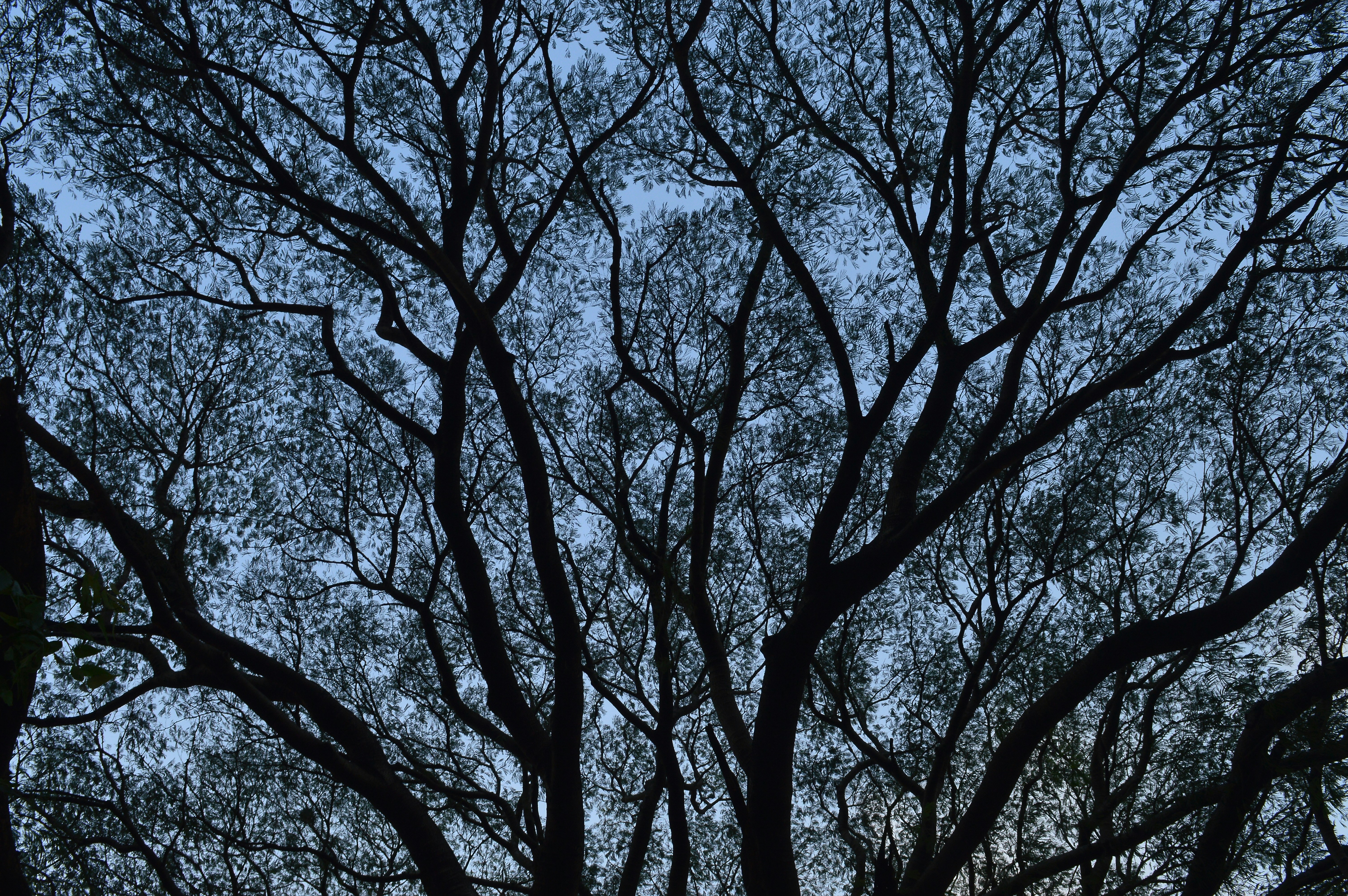 Free Unsplash photo from koushik das