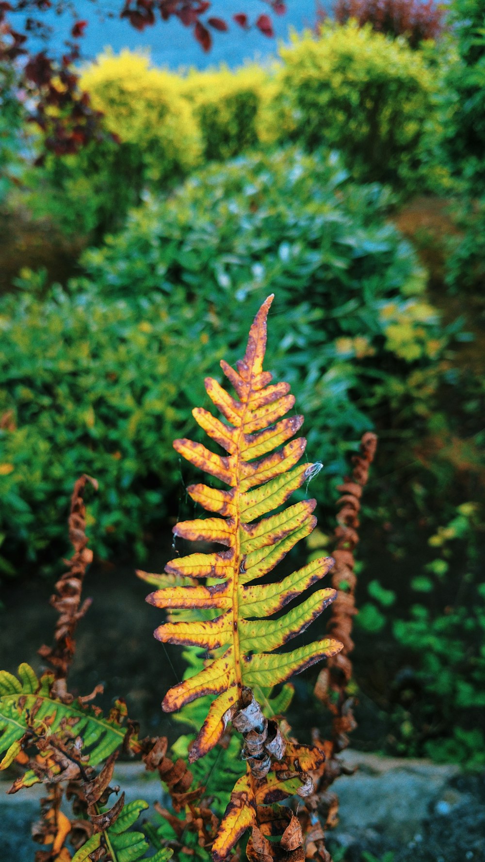 A tall leaf in front of a tree.