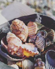A collection of lightweight beach hats arranged on a wooden table with seashells.