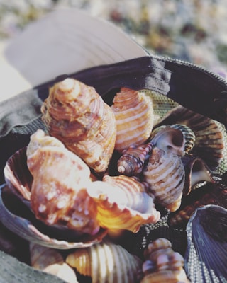 A collection of colorful summer hats displayed on a sandy shore with seashells scattered around.
