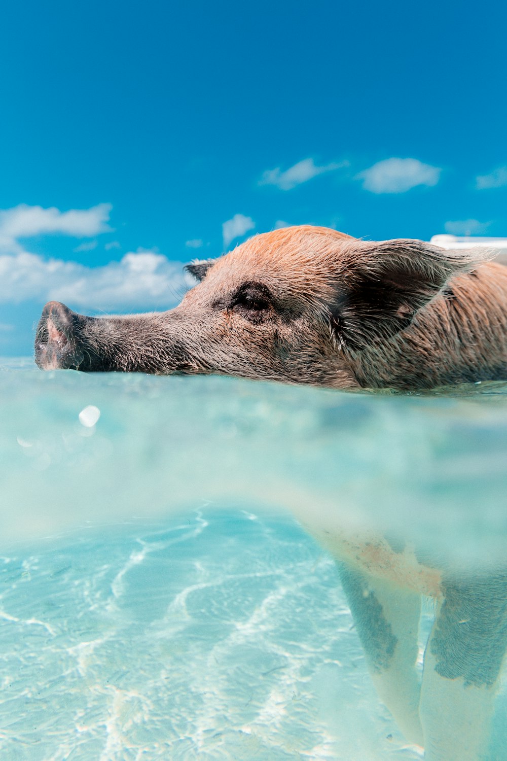 braunes Brett beim Schwimmen im Wasser