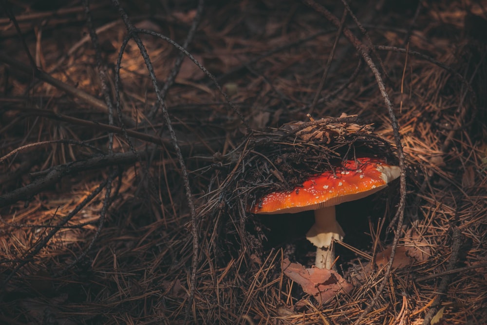 red fungus