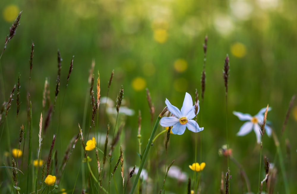 selective focus photo of white petaled flower